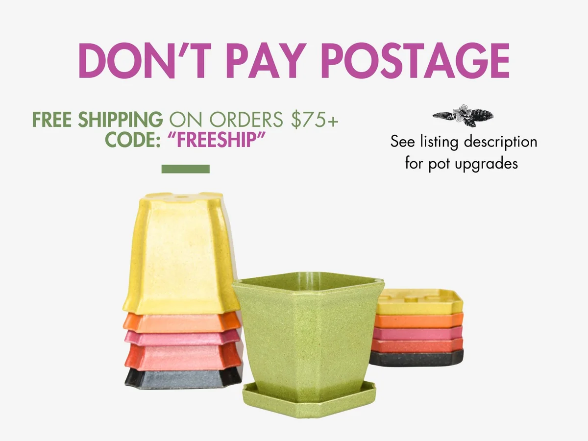 Laeliocattleya Rojo Orchid Live Plant - Red Flower Houseplant, Blooming Size, 4 inch Pot - Image 5