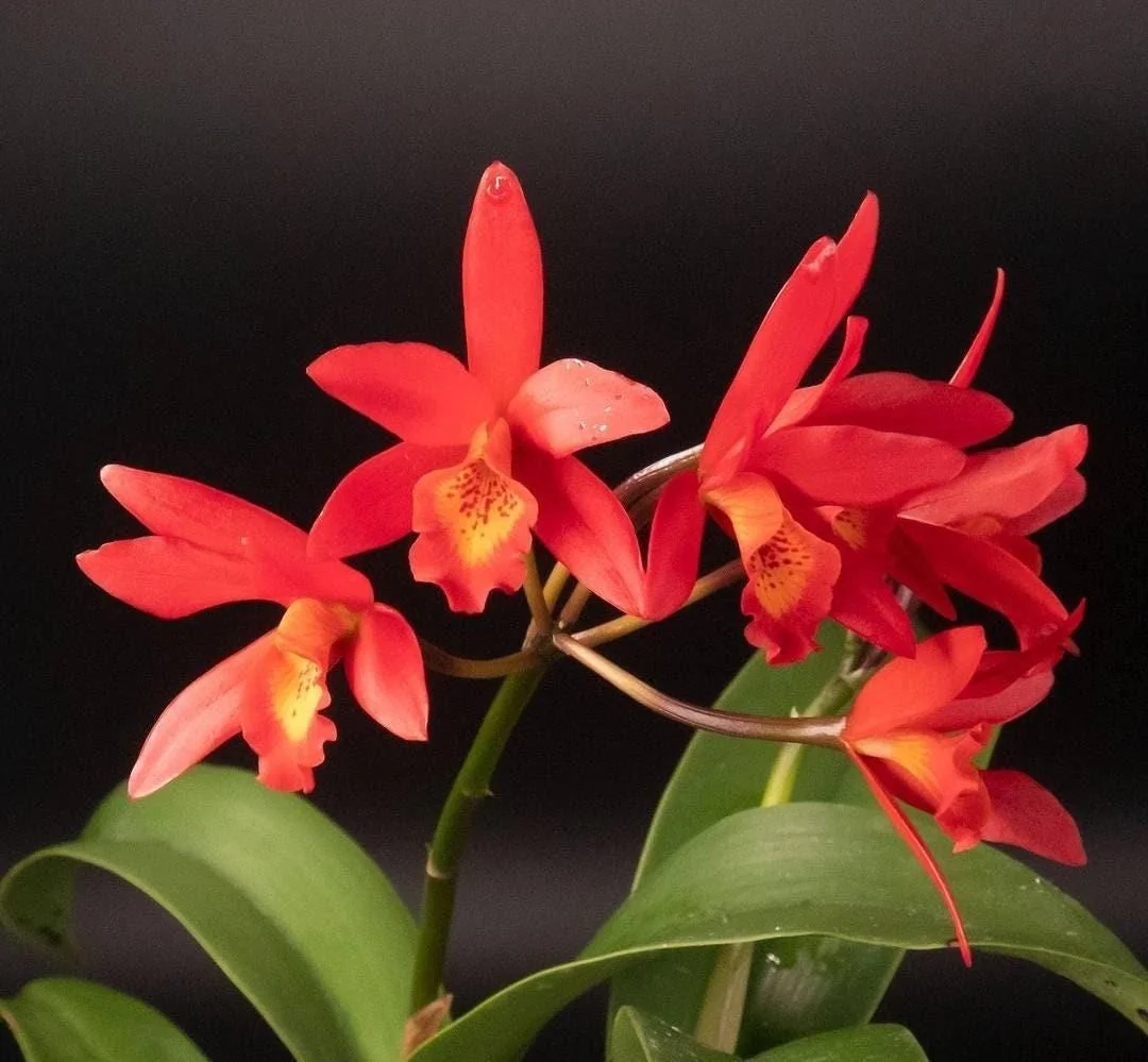 Laeliocattleya Rojo Orchid Live Plant - Red Flower Houseplant, Blooming Size, 4 inch Pot - Image 1