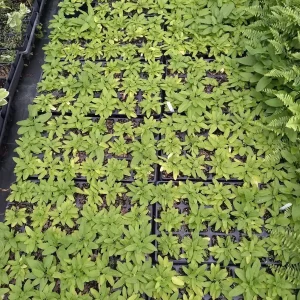 Lamb's Ear Hummelo Live Plant – Stachys Hummelo – 3.5 inch Container – Outdoor Perennial - Image 3