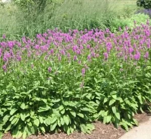 Lamb's Ear Hummelo Live Plant – Stachys Hummelo – 3.5 inch Container – Outdoor Perennial - Image 1