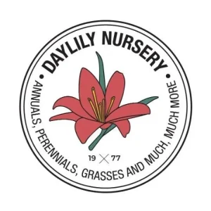 Lamb's Ear Hummelo Live Plant – Stachys Hummelo – 3.5 inch Container – Outdoor Perennial - Image 4