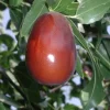 Lang Jujube Tree - 3 Feet Tall Grafted Live Plant in 3 Gallon Pot - Fruit Bearing - Image 1