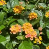 Lantana Bandana Rose Live Plant – 6 inch Pot – Outdoor Perennial - Image 1