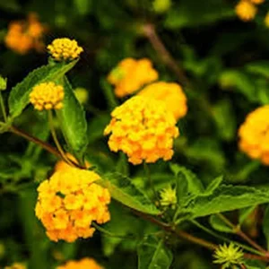 Lantana Camara Yellow/Gold Live Plant – 4 inch Pot – Outdoor - Image 3
