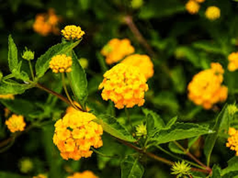 Lantana Camara Yellow/Gold Live Plant – 4 inch Pot – Outdoor - Image 3