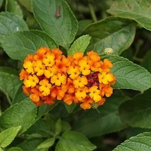 Lantana Camara Yellow/Gold Live Plant – 4 inch Pot – Outdoor - Image 4