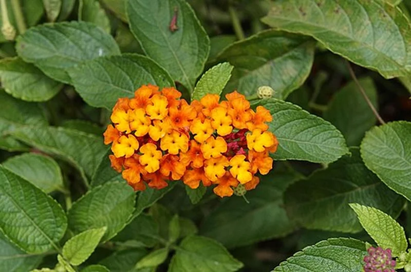 Lantana Camara Yellow/Gold Live Plant – 4 inch Pot – Outdoor - Image 4