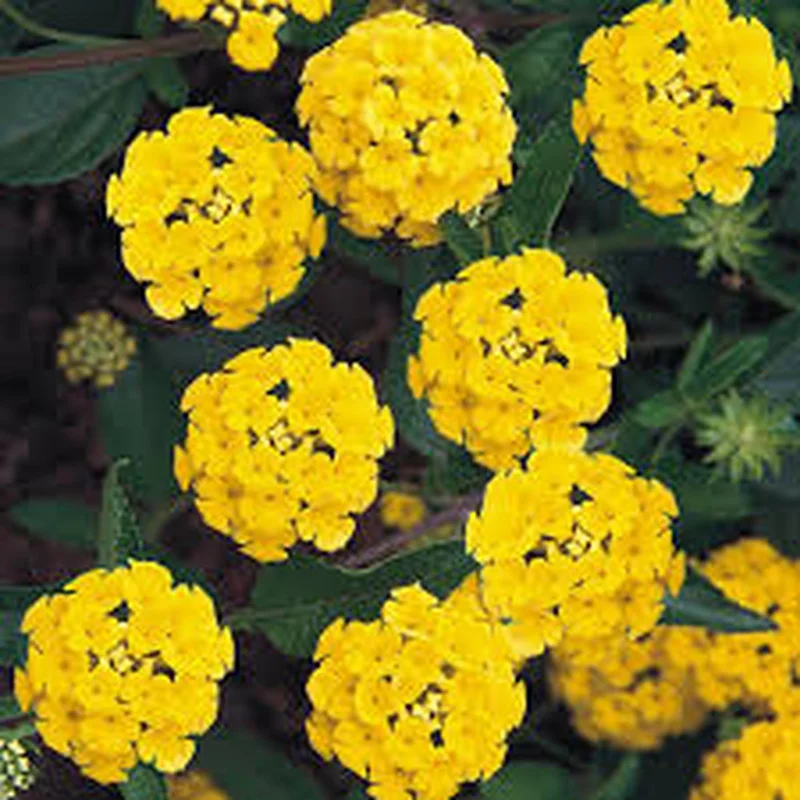 Lantana Camara Yellow/Gold Live Plant – 4 inch Pot – Outdoor - Image 1