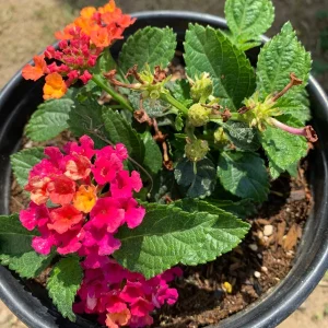 Lantana Cherry Sunrise Live Plant – 6