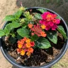 Lantana Cherry Sunrise Live Plant – 6" Pot – Vibrant Outdoor Shrub - Image 1