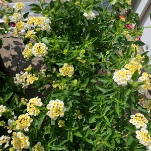 Lantana Light Yellow Live Plant – 1 Gallon Pot – Outdoor Shrub - Image 2