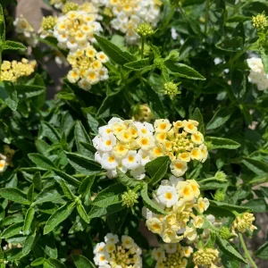 Lantana Light Yellow Live Plant – 1 Gallon Pot – Outdoor Shrub - Image 1