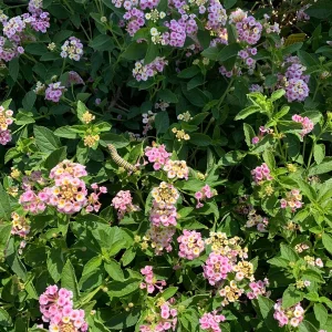 Lantana Old Fashion Pink Live Plant – 6 inch Pot – Full Sun Outdoor Shrub - Image 2