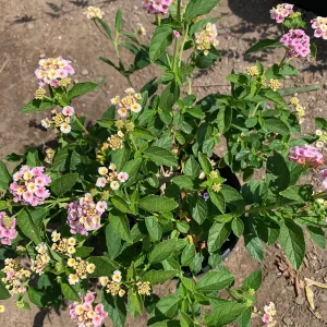 Lantana Old Fashion Pink Live Plant – 6 inch Pot – Full Sun Outdoor Shrub - Image 3