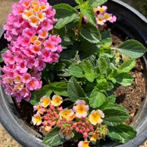 Lantana Pink Improve Live Plant - 6-inch Pot - Outdoor Flower - Image 2
