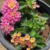 Lantana Pink Improve Live Plant - 6-inch Pot - Outdoor Flower - Image 1