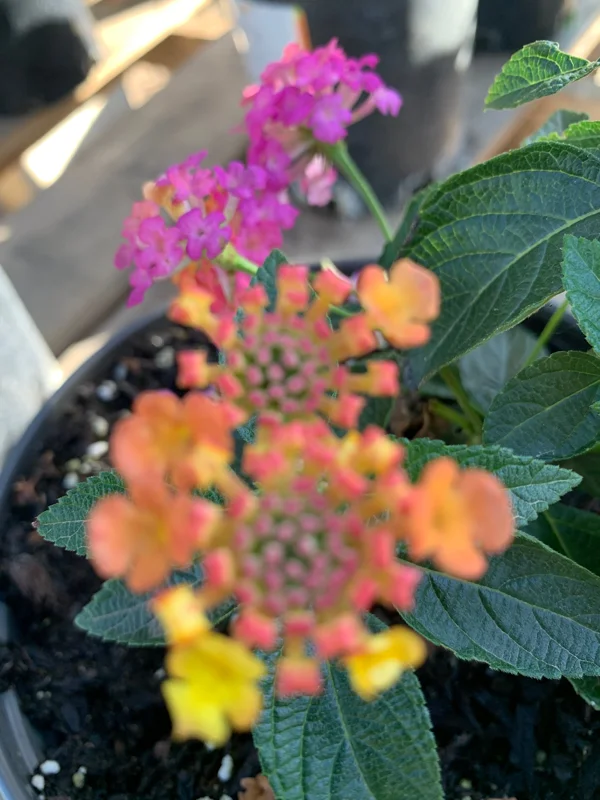 Lantana Rose Live Plant – Vibrant Bush for Outdoor Gardens – 1 Gallon Pot - Image 2