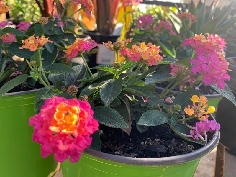 Lantana Rose Live Plant – Vibrant Bush for Outdoor Gardens – 1 Gallon Pot - Image 3