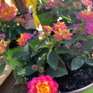 Lantana Rose Live Plant – Vibrant Bush for Outdoor Gardens – 1 Gallon Pot - Image 4