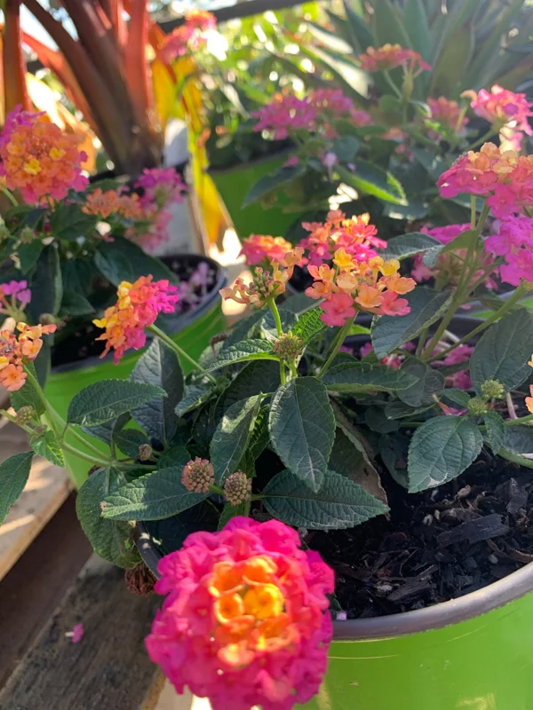 Lantana Rose Live Plant – Vibrant Bush for Outdoor Gardens – 1 Gallon Pot - Image 4