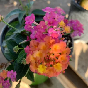 Lantana Rose Live Plant – Vibrant Bush for Outdoor Gardens – 1 Gallon Pot - Image 1