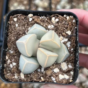 Lapidaria Margaretae Live Plant – Karoo Rose Split Rock Succulent – 2 inch Pot - Image 2