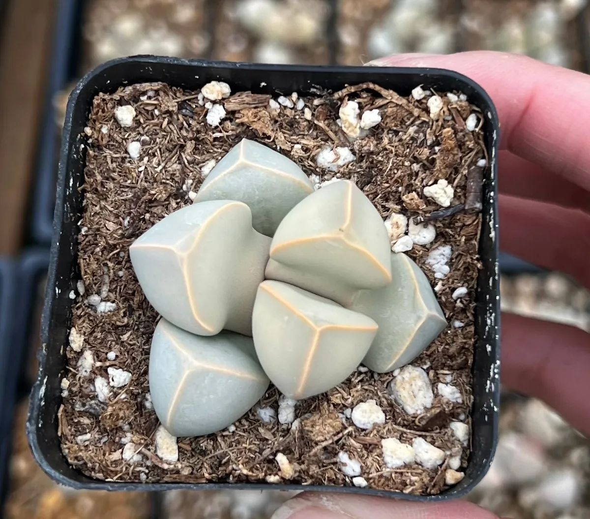 Lapidaria Margaretae Live Plant – Karoo Rose Split Rock Succulent – 2 inch Pot - Image 2