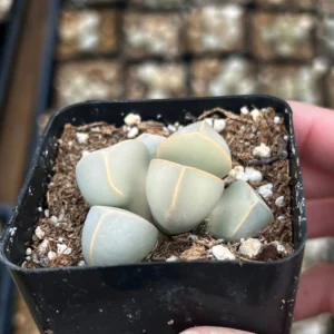 Lapidaria Margaretae Live Plant – Karoo Rose Split Rock Succulent – 2 inch Pot - Image 3