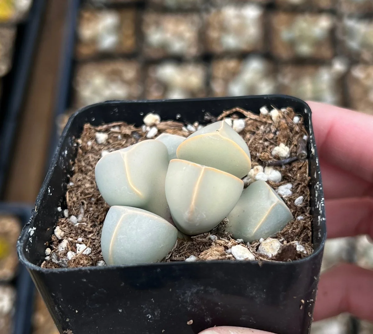 Lapidaria Margaretae Live Plant – Karoo Rose Split Rock Succulent – 2 inch Pot - Image 3