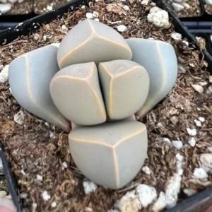 Lapidaria Margaretae Live Plant – Karoo Rose Split Rock Succulent – 2 inch Pot - Image 1