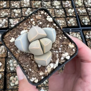 Lapidaria Margaretae Live Plant – Karoo Rose Split Rock Succulent – 2 inch Pot - Image 4