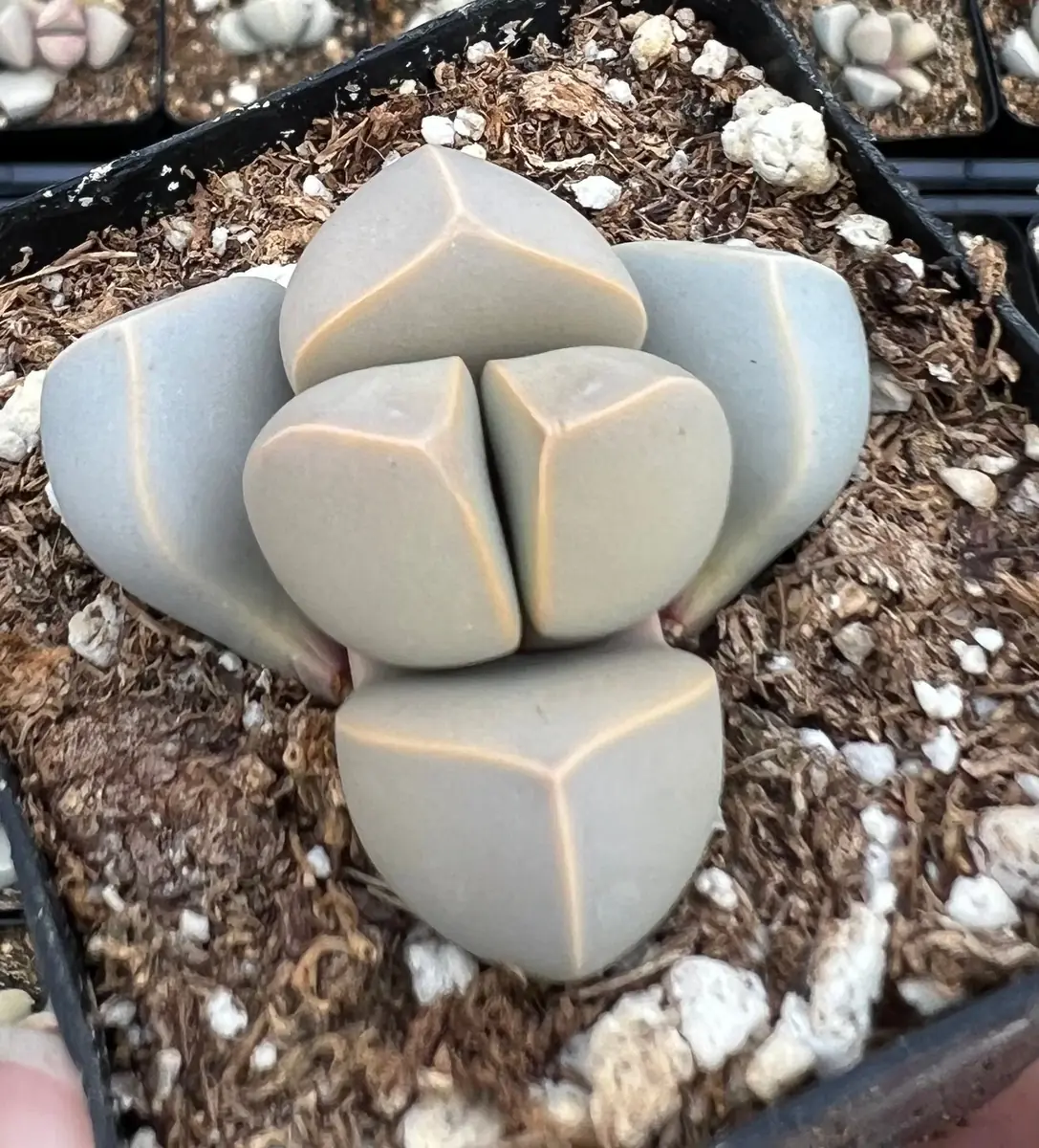 Lapidaria Margaretae Live Plant – Karoo Rose Split Rock Succulent – 2 inch Pot - Image 1