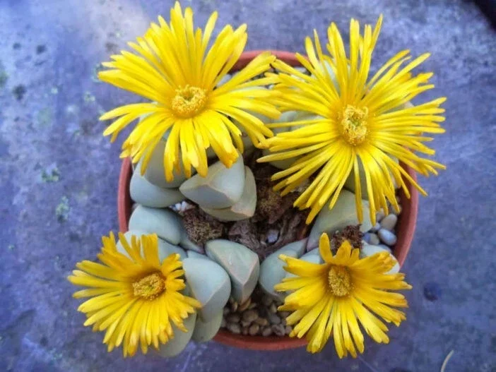Lapidaria margaretae Seeds - Rare Living Stone Mesembs Cactus Seeds - 30 Seeds - Image 2