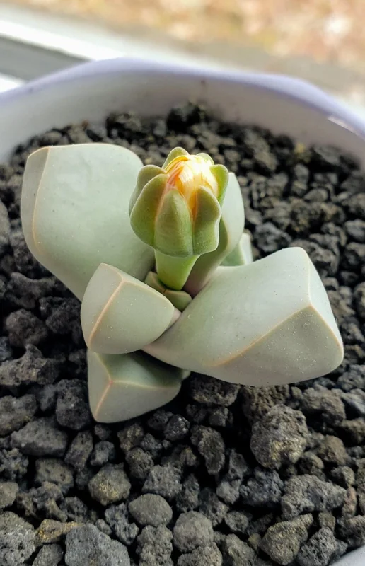 Lapidaria margaretae Seeds - Rare Living Stone Mesembs Cactus Seeds - 30 Seeds - Image 3