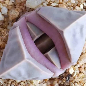 Lapidaria margaretae Seeds - Rare Living Stone Mesembs Cactus Seeds - 30 Seeds - Image 1