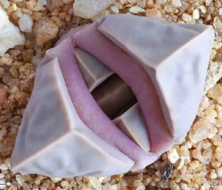 Lapidaria margaretae Seeds - Rare Living Stone Mesembs Cactus Seeds - 30 Seeds - Image 1