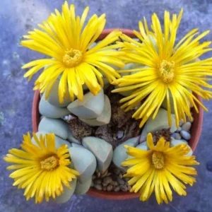Lapidaria margaretae Seeds - Rare Mesembs Living Stone Cactus - 30 Seeds Exotic Succulent for Indoor & Outdoor - Image 2