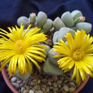 Lapidaria margaretae Seeds - Rare Mesembs Living Stone Cactus - 30 Seeds Exotic Succulent for Indoor & Outdoor - Image 4