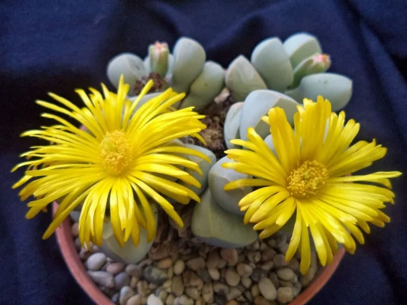 Lapidaria margaretae Seeds - Rare Mesembs Living Stone Cactus - 30 Seeds Exotic Succulent for Indoor & Outdoor - Image 4