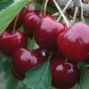 Lapins Sweet Cherry Tree Live Plant – 2-3 ft Tall – Ship in 3gal Pot – Self-Pollinating - Image 1