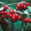 Lapins Sweet Cherry Tree – Live Plant – Up to 3ft Tall – Outdoor Fruit Tree - Image 1