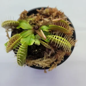 Large Big Mouth Venus Flytrap Live Plant - Carnivorous Plant in 3 inch Pot - Image 2