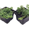 Large Leaf Baby Tears Live Plant - Pilea depressa - 2 Plants 2-inch Pots - Image 1