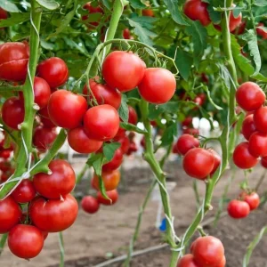 Large Red Cherry Tomato Seeds - Non-GMO, Indeterminate, Open Pollinated - Image 2