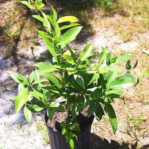 Large Sapodilla Live Plant – 16-20 Inches Tall in 1 Gallon Pot - Image 2