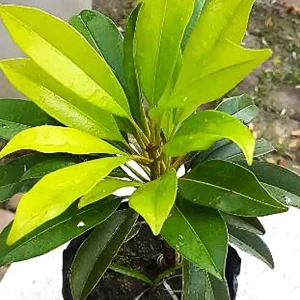 Large Sapodilla Live Plant – 16-20 Inches Tall in 1 Gallon Pot - Image 3