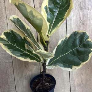 Large Variegated Fiddle Leaf Fig Live Plant - Ficus Lyrata 'Variegata' in 6