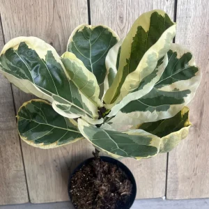 Large Variegated Fiddle Leaf Fig Live Plant - Ficus Lyrata 'Variegata' in 6