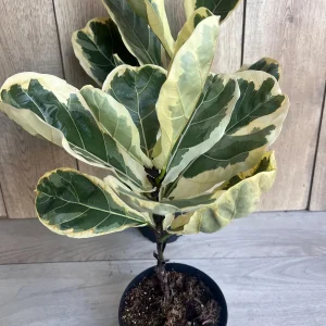 Large Variegated Fiddle Leaf Fig Live Plant - Ficus Lyrata 'Variegata' in 6