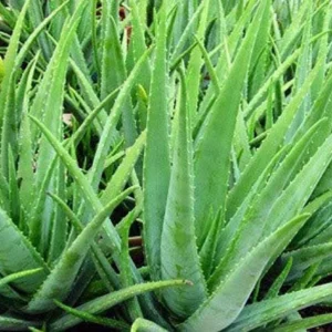 Larger Aloe Vera Live Plant – 4 inch Pot – Indoor Succulent - Image 2